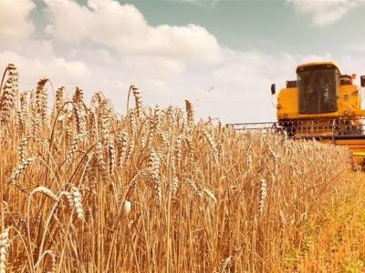 پرداخت ۱۰۰ همت به گندم‌کاران تا ۲۲ مرداد